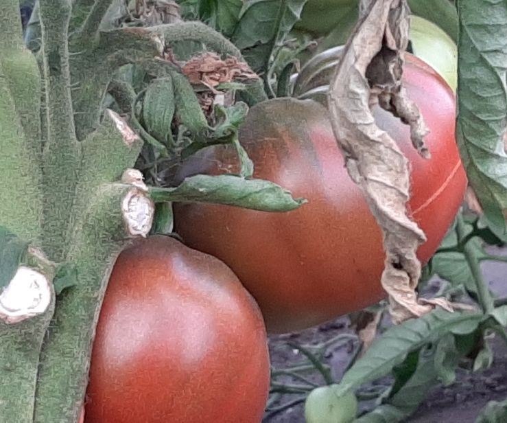 eerste tomaten